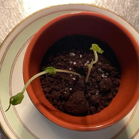 Hotel Sissi Rivazzurra Di Rimini