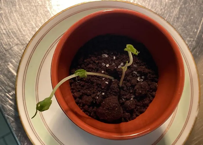 מלון Sissi Rivazzurra Di Rimini